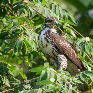 Tarcoles river - Juvenile gray hawk